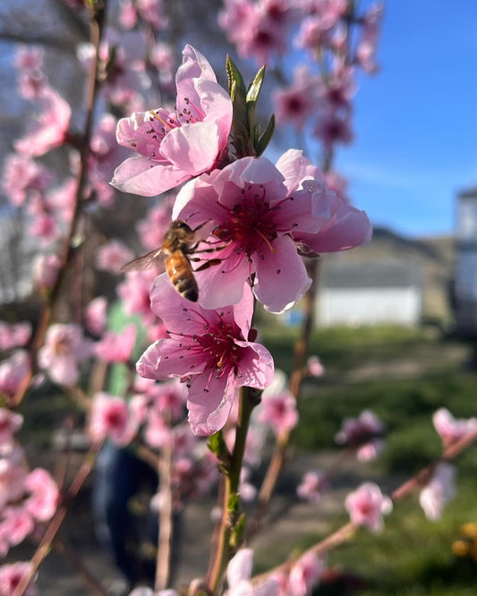 Grow Flowers for the Bees