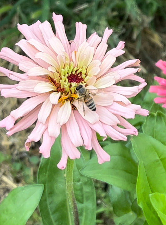 The Many Colors of Honey