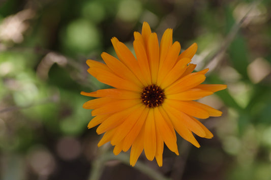 Grow and harvest calendula flowers