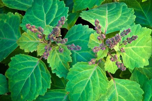 What is Patchouli?